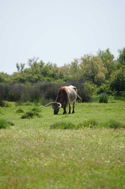 Grasender Stier in der Camargue.