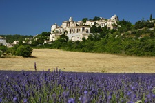 Lavendelblüte bei Simiane-Collongue in der Provence.