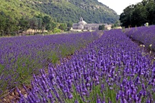 Blühende Lavendelfelder vor der Zisterzienser-Abtei Senanque bei Gordes in der Provence.