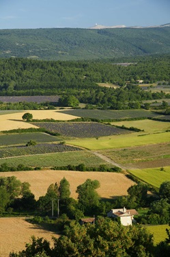 Herrlicher Panoramablick über die Wälder und blühenden Lavendelfelder der Provence.