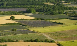 Herrlicher Panoramablick über die Wälder und blühenden Lavendelfelder der Provence.