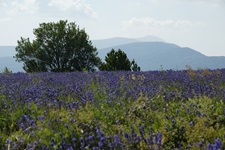 Ein wunderschön blühendes Lavendelfeld vor den Bergen der Provence.