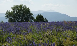 Ein wunderschön blühendes Lavendelfeld vor den Bergen der Provence.