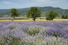 Blühender Lavendel in einer kaum besiedelten Region der Provence.