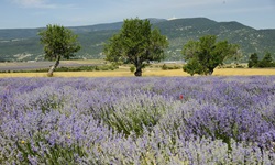 Blühender Lavendel in einer kaum besiedelten Region der Provence.