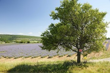 Ein Baum steht vor einem herrlich blühenden Lavendelfeld in der Provence.