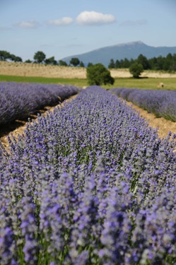 Blühender Lavendel in der Provence.