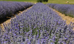 Blühender Lavendel in der Provence.