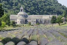 Das ehemalige Zisterzienserkloster Senanque in der Provence zur Zeit der Lavendelblüte.