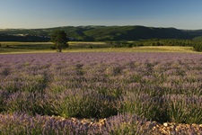 Blühender Lavendel in der einzigartigen Landschaft der Provence.