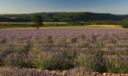 Blühender Lavendel in der einzigartigen Landschaft der Provence.