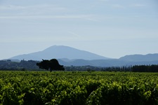 Zu Füßen einer Bergkette gelegene Weinanbaufläche in der Provence