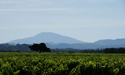 Zu Füßen einer Bergkette gelegene Weinanbaufläche in der Provence