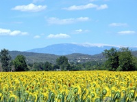 Blühende Sonnenblumen vor der Bergwelt des Naturparks Lubéron.