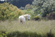 Ein schneeweißes Camargue-Pferd steht in einer blühenden Wiese und schaut neugierig in die Kamera.