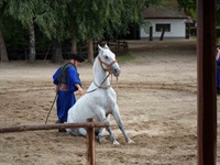 Ein ungarischer Pferdehirte demonstriert mit einem Schimmel, dass auch Pferde das Kommando Sitz! lernen können.