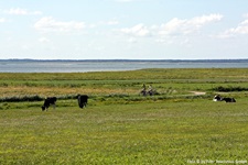 Blick zu einem Radweg an einer Kuhweide auf der Insel Föhr, auf dem zwei Fahrradfahrer radeln, im Hintergrund das Meer