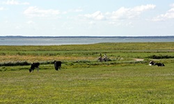 Blick zu einem Radweg an einer Kuhweide auf der Insel Föhr, auf dem zwei Fahrradfahrer radeln, im Hintergrund das Meer