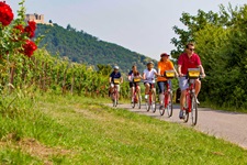 Fünf Fahrradfahrer auf einem asphaltierte Radweg unterhalb von Schloss Hambach.