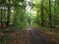 Ein Radler fährt auf einem Waldweg durch einen lichten Laubwald.