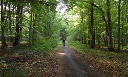 Ein Radler fährt auf einem Waldweg durch einen lichten Laubwald.