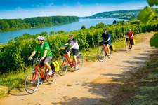 Vier Radfahrer radeln bei Nierstein am von Weinbergen gesäumten Rhein entlang.