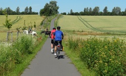 Zwei Radler fahren auf einem asphaltierten Radweg zwischen Kornfeldern hindurch, während vor ihnen zwei Reiter den Weg überqueren.
