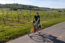Ein Radler fährt auf einem asphaltierten Radweg an einem Weingarten in der Pfalz entlang.