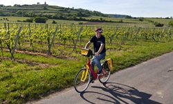 Ein Radler fährt auf einem asphaltierten Radweg an einem Weingarten in der Pfalz entlang.