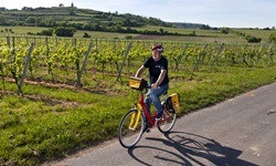 Ein Radler fährt auf einem asphaltierten Radweg an einer Weinpflanzung entlang.