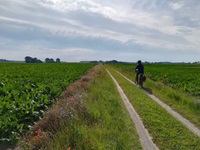 Ein Radler fährt auf einem weis gekiesten Feldweg an Gemüsefeldern entlang.
