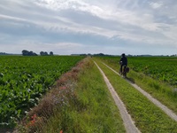 Ein Radler fährt auf einem weiß gekiesten Feldweg an Gemüsefeldern entlang.