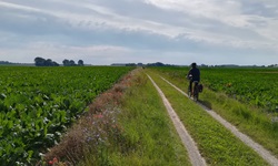 Ein Radler fährt auf einem weiß gekiesten Feldweg an Gemüsefeldern entlang.