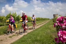 Drei Radler fahren auf einem weiß gekiesten Schotterweg an einem Weingarten in der Pfalz vorbei. Im Hintergrund ist ein mit Zinnen versehener Turm der Fleckenmauer von Flörsheim-Dalsheim zu erkennen.