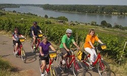 Fünf Radler fahren auf einem asphaltierten Radweg am von Weinbergen gesäumten Rheinufer entlang.