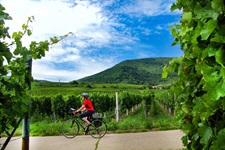 Eine Radlerin fährt auf einem asphaltierten Radweg an sattgrünen Weinbergen entlang.