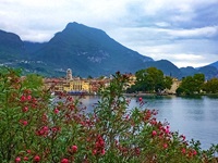 Blühender Oleander am Gardasee bei Riva.