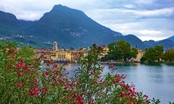 Blühender Oleander am Gardasee bei Riva.