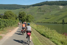 Radfahrer radeln in der Gruppe auf dem Mosel-Radweg an der Mittelmosel entlang - ringsum sind viele Weinberge zu erkennen