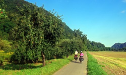 Der geteerte Rhein-Radweg zwischen Andernach und Bonn mit Bäumen auf der linken Seite und weitläufigen Feldern auf der rechten Seite, auf dem zwei Radfahrer fahren