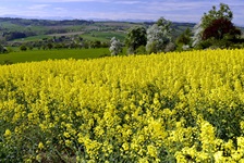 Blühendes Rapsfeld am Donau-Radweg.