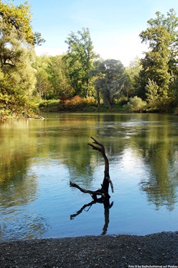 Die Rheinauen bei Rastatt.