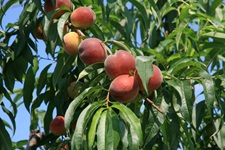 Reife Pfirsische am Baum verlocken zu einer kleinen Kostprobe.