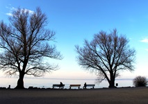 Drei Bänke zwischen zwei Bäumen an der Uferpromenade