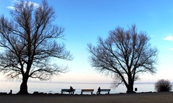 Drei Bänke zwischen zwei Bäumen an der Uferpromenade