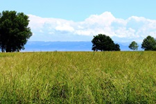 Eine Wiese mit Bäumen und im Hintergrund sind Berge zu erkennen
