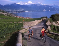 Zwei Radler - ein Mann und eine Frau - radeln auf einem asphaltierten Abschnitt der Rhone-Route zwischen Weinbergen hindurch. Im Bildhintergrund ist der Genfer See zu erkennen.