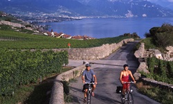Zwei Radler - ein Mann und eine Frau - radeln auf einem asphaltierten Abschnitt der Rhone-Route zwischen Weinbergen hindurch. Im Bildhintergrund ist der Genfer See zu erkennen.