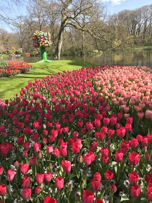 Tulpenfelder im botanischen Garten Keukenhof in Holland