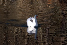 Ein Schwan schwimmt im Fluss